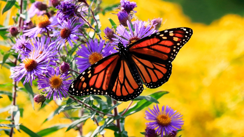 A monarch butterfly perches on a purple flower. Yellow flowers are seen in the background.