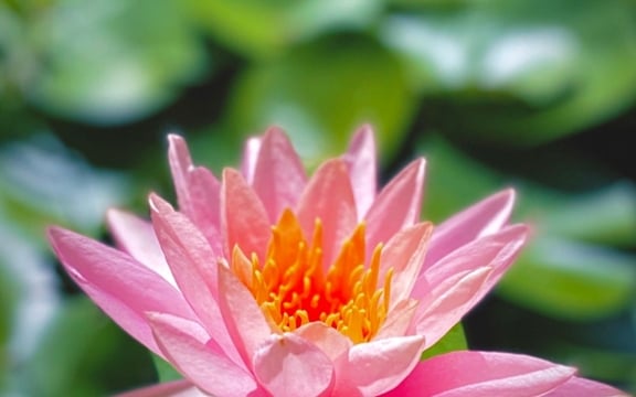 Pink water lily